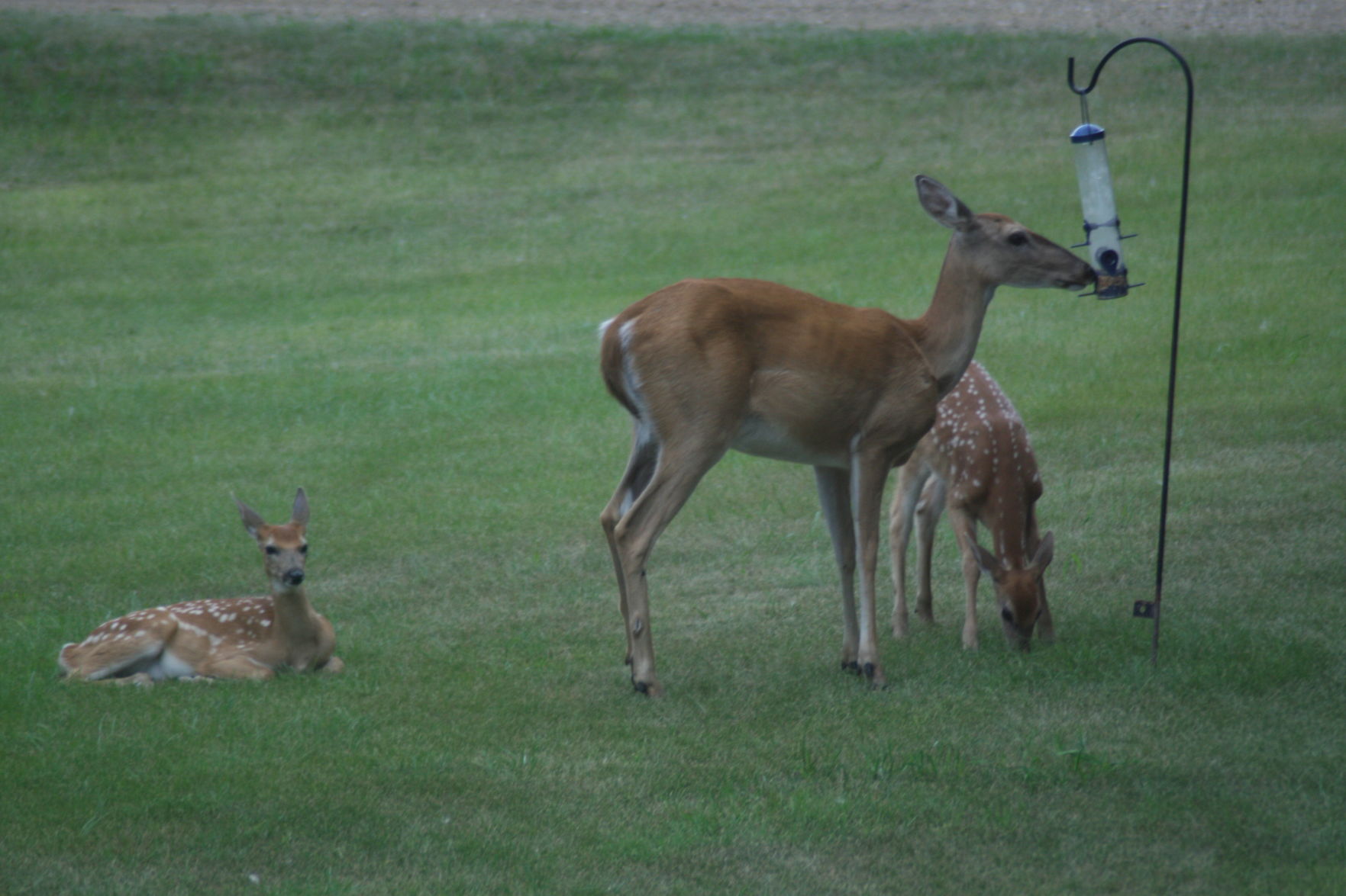 Doe with Twin fawns enjoying the bird feeder